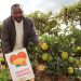 George Wang’ombe shows a two feet tall Dwarf Washington Navel orange tree with mature fruits in his nursery.