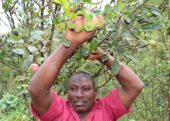 Peter Wambugu Kago showcases apple fruits growing at his farm in Nyeri County. He invented the variety that is now known by his name and sells the seedlings in other African countries.