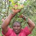 Peter Wambugu Kago showcases apple fruits growing at his farm in Nyeri County. He invented the variety that is now known by his name and sells the seedlings in other African countries.