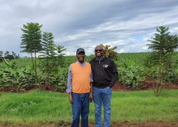 Chris Kirubi grows bananas for Njonjo’s Twiga Foods