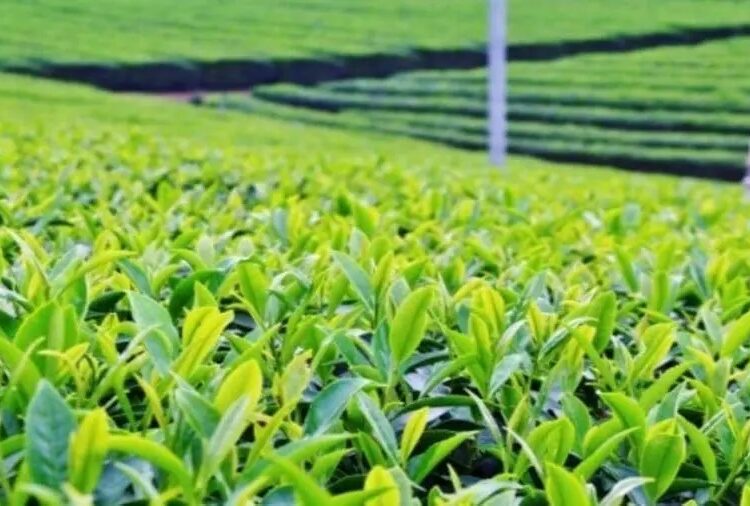 Tea Leaves Plantation [Photo/Courtesy]